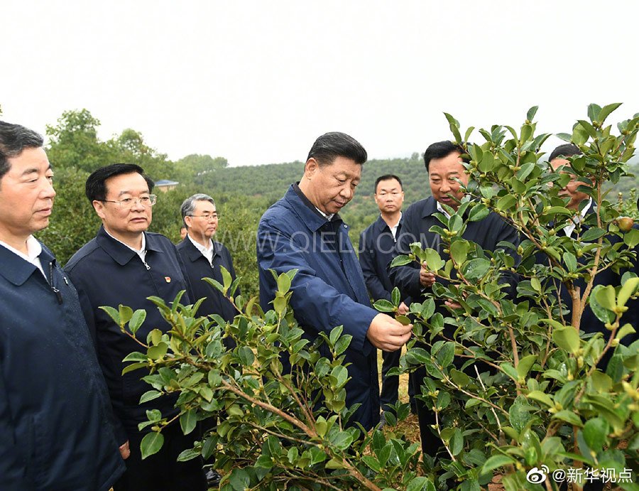 光山油茶籽榨油設備,山茶籽油榨油機廠家(圖1) 光山油茶籽榨油設備,山茶籽油榨油機廠家(圖1)