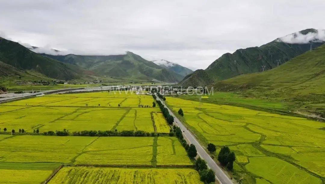 西藏企鵝糧油機械設備案例之墨竹工卡縣小油菜榨油廠項目(圖7) 西藏企鵝糧油機械設備案例之墨竹工卡縣小油菜榨油廠項目(圖7)